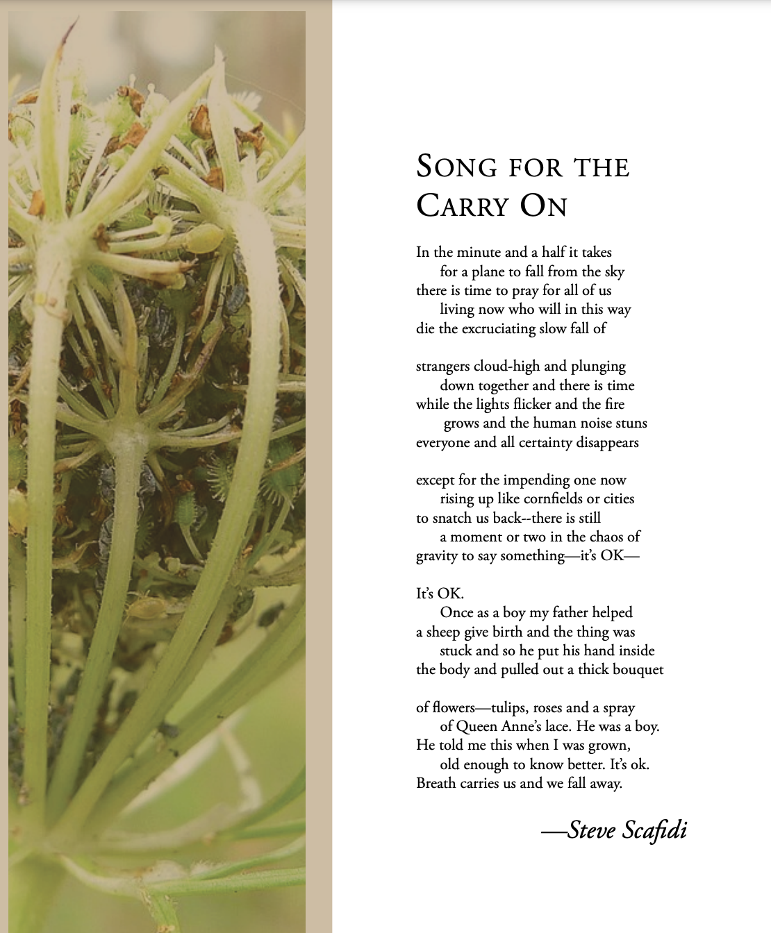 SONG FOR THE CARRY ON / In the minute and a half it takes / for a plane to fall from the sky / there is time to pray for all of us / living now who will in this way / die the excruciating slow fall of / strangers cloud-high and plunging / down together and there is time / while the lights flicker and the fire / grows and the human noise stuns / everyone and all certainty disappears / except for the impending one now / rising up like cornfields or cities / to snatch us back—there is still / a moment or two in the chaos of / gravity to say something—it's OK— / It's OK. / Once as a boy my father helped / a sheep give birth and the thing was / stuck and so he put his hand inside / the body and pulled out a thick bouquet / of flowers—tulips, roses and a spray / of Queen Anne's lace. He was a boy. / He told me this when I was grown, / old enough to know better. It's ok. / Breath carries us and we fall away. / -Steve Scafidi