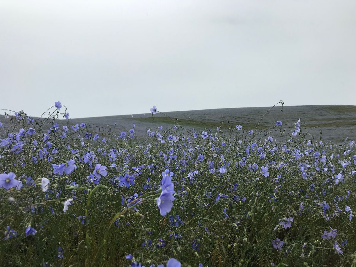 Five Poems